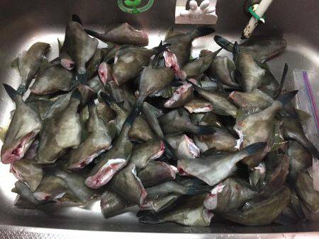 マイボートでハゲ釣り