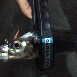 ワインド楽しすぎ!