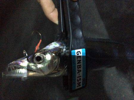 ワインド楽しすぎ!