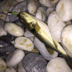 メバチャン調査