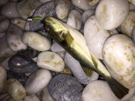 メバチャン調査