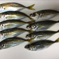 チョットだけアジング…