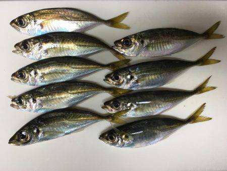 チョットだけアジング…