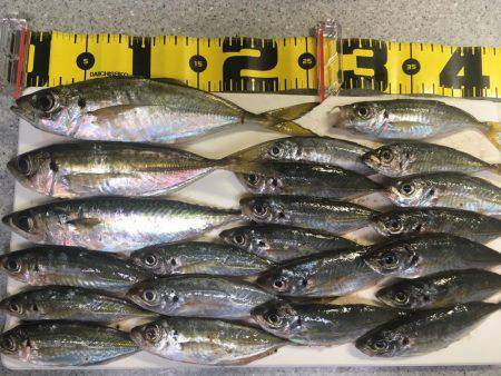 オールナイトアジング