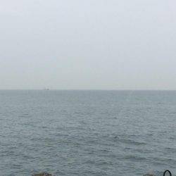 朝練のサゴシとアジング