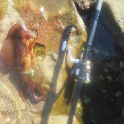 今回は良く釣れた・・アオリイカ・・・他・・・