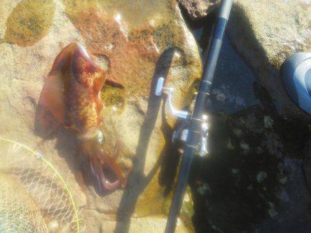 今回は良く釣れた・・アオリイカ・・・他・・・