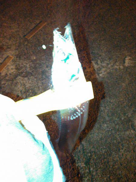 タチウオ&アジング