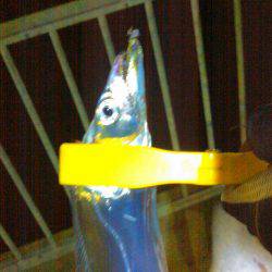 タチウオ&アジング