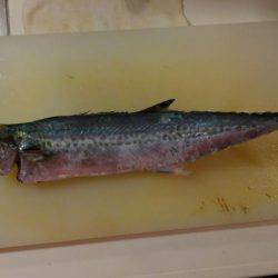 サゴシ釣れたー