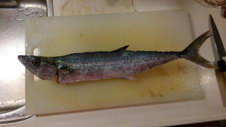 サゴシ釣れたー