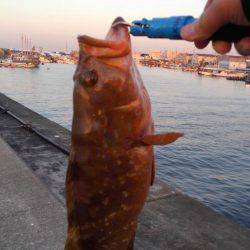 太刀魚からの青物狙い