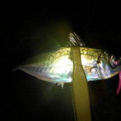 湾奥ロックゲーム開幕!