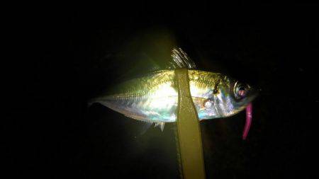 湾奥ロックゲーム開幕!