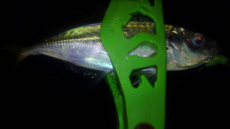 ジャンボさがし