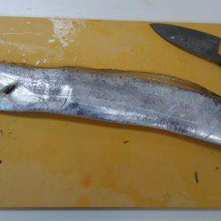 岩屋タチウオまだまだいてる