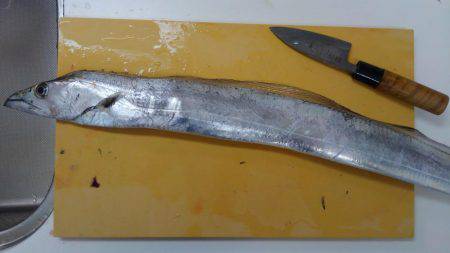 岩屋タチウオまだまだいてる