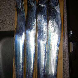 久しぶりの夕方からのタチウオ