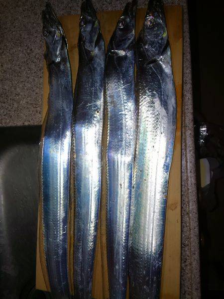 久しぶりの夕方からのタチウオ