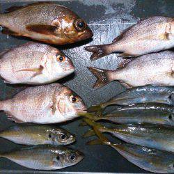 根魚不発チャリコ祭り