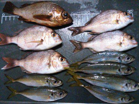 根魚不発チャリコ祭り