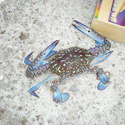 西淡の落ちは、まだか