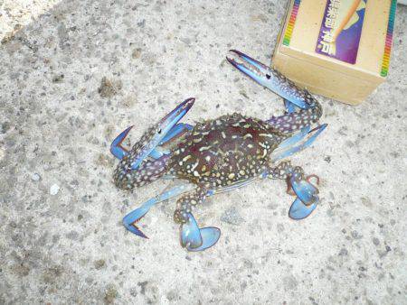 西淡の落ちは、まだか