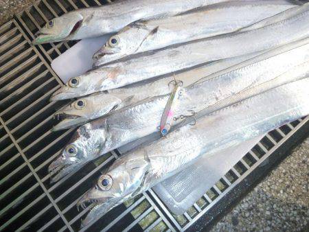 久しぶりのタチウオ