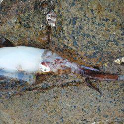 こんなん出ました・・・アオリイカ・・・