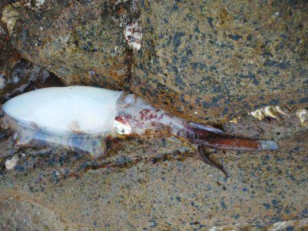 こんなん出ました・・・アオリイカ・・・