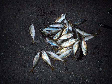 ボトムアジング！