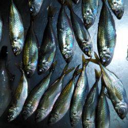 エギングとサビキとヤエン