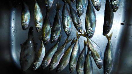 エギングとサビキとヤエン