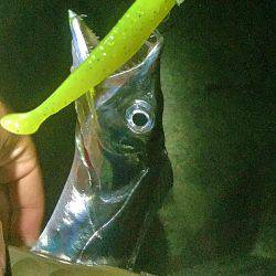 アジング&メバリング