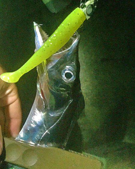 アジング&メバリング