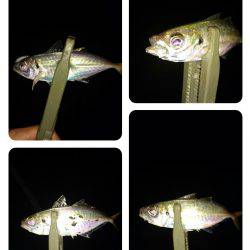 雨の中のアジング