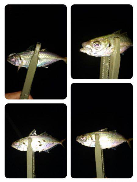 雨の中のアジング