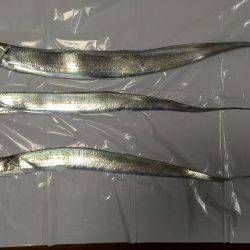 ポーアイ沖堤釣行