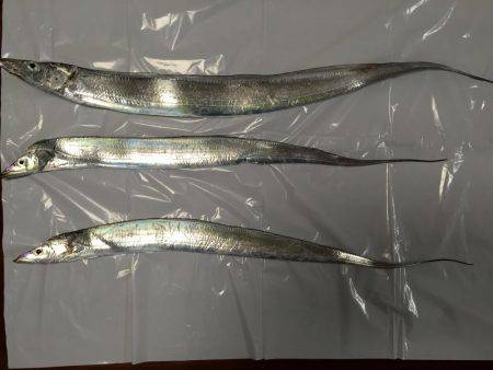 ポーアイ沖堤釣行