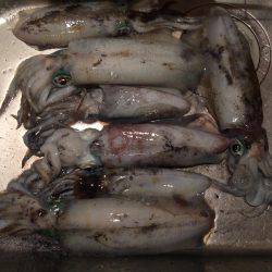 真昼間の短時間で入れ食いでした