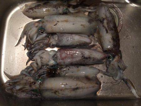 真昼間の短時間で入れ食いでした