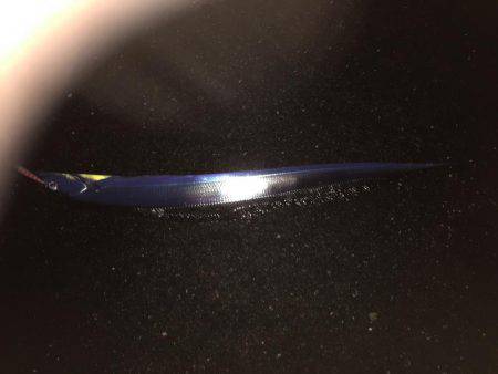 シーバス狙いが