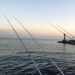 カレイ狙いその4