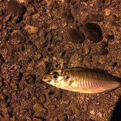 久々アジング！