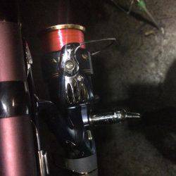 バクチョウかな？