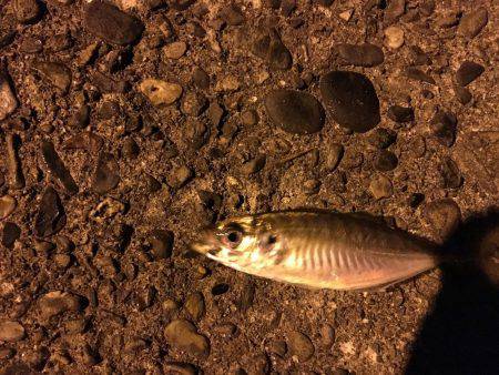 久々アジング！