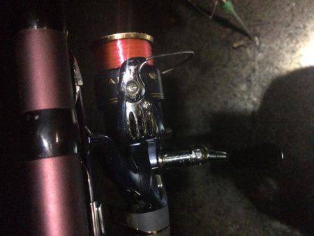 バクチョウかな？