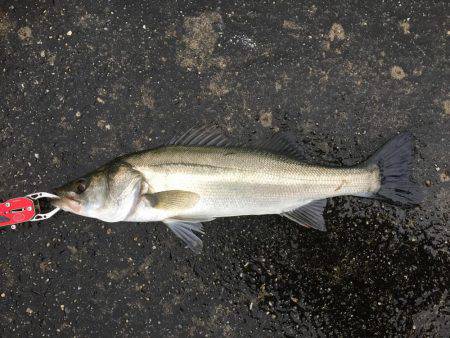 雨の中のシーバス狙い