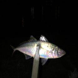 メバルは見れず…