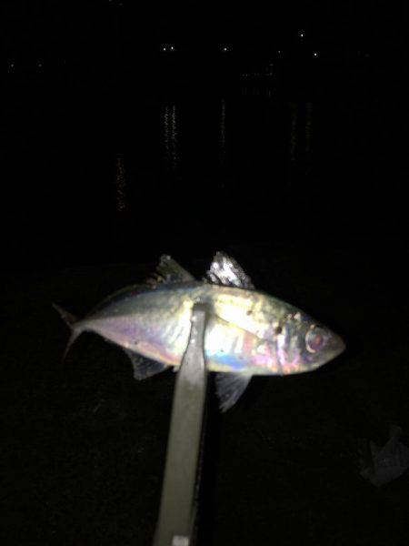 メバルは見れず…